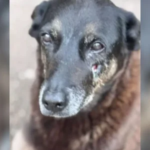 Cão Orelha: MP pede arquivamento de inquérito e afasta hipótese de agressão