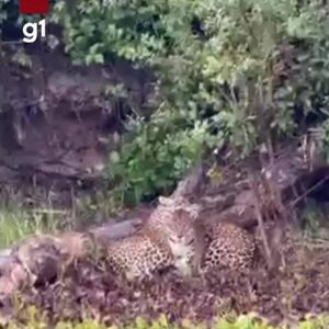 Pakoba e Pari: dupla de onças-pintadas é registrada pela primeira vez no Pantanal em MT