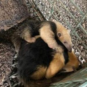 Sema e Bombeiros devolvem tamanduás à natureza em Nova Mutum – CircuitoMT