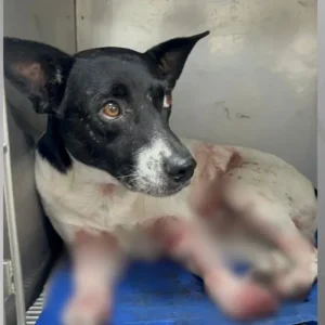 Cão é baleado no RJ; estado registra recorde de denúncia de maus-tratos