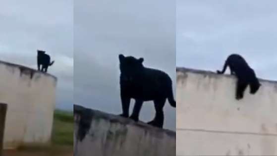 Onça preta Querência