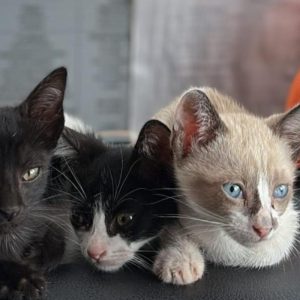 Três filhotes de gatos são resgatados de matagal durante incêndio em MT