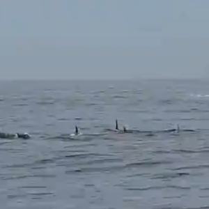 Grupo de golfinhos é visto em Ipanema no RJ