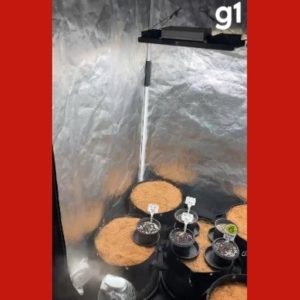 Operação contra tráfico mira grupo que continuou atuando após prisões