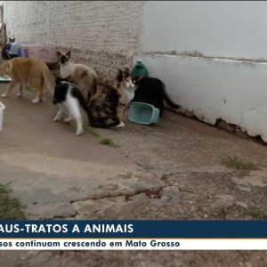 Suspeito de matar gato a pauladas é indiciado em Rondonópolis (MT)