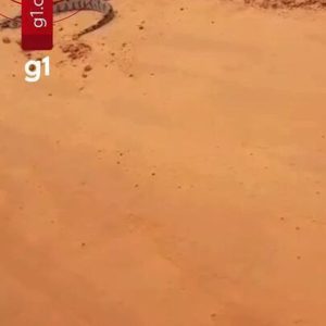 Jiboia dá bote contra carro e assusta técnica em estrada rural