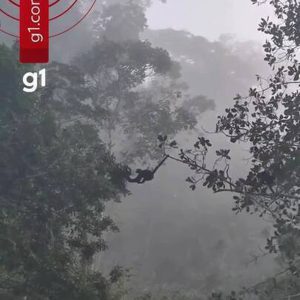 Macaco usa rabo como ponte para travessia de companheiros em árvore