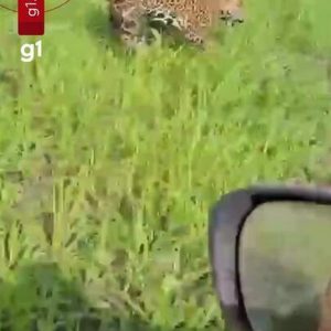 Fazendeiro é ‘escoltado’ por onça-pintada em lavoura de MT; veja vídeo