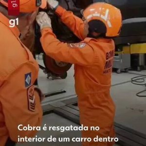 VÍDEO: cobra gigante é resgatada na roda de carro em MT