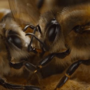 Segredos das Abelhas, no Disney+, revela imagens e comportamentos inéditos