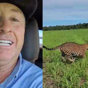 'Adrenalina inexplicável’, diz fazendeiro que foi 'escoltado' por onça-pintada em MT