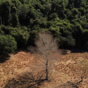 Estudo de longo prazo na Amazônia descarta teoria de savanização