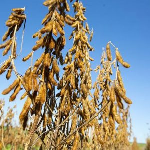 ANP pode aumentar produção de biodiesel em 36%, segundo ANP