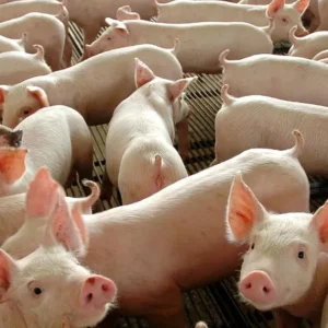 ABPA projeta US$ 57 milhões em negócios com a Ásia