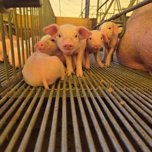 Varejo não acompanha queda no valor do suíno e preocupa produtor em MT