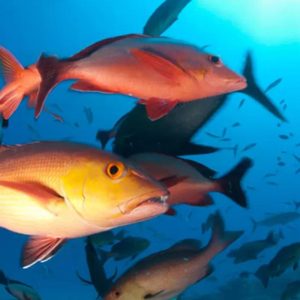 Lista de peixes e invertebrados ameaçados de extinção é atualizada