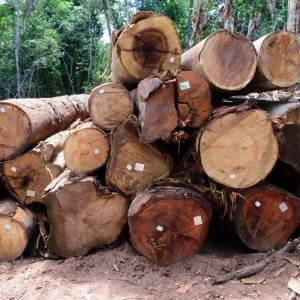 Período proibitivo de exploração florestal sustentável terminou nesta quarta-feira
