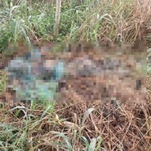 EM NOVA MUTUM|: Corpo em decomposição é encontrado em matagal por populares