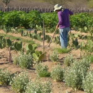 Portaria cria assentamento em área de antigas fazendas no norte de MT – Muvuca Popular