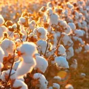 Do campo à etiqueta: rastreio de algodão brasileiro vira ativo global