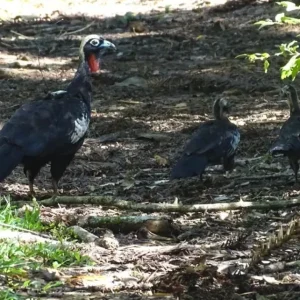 Biodiversidade avança na estratégia produtiva do agro