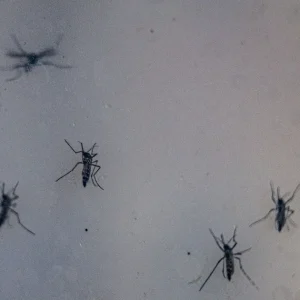 RS confirma primeira morte por dengue em 2026