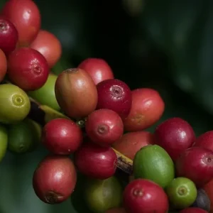 Cacau, café e algodão caem na abertura da bolsa de Nova York