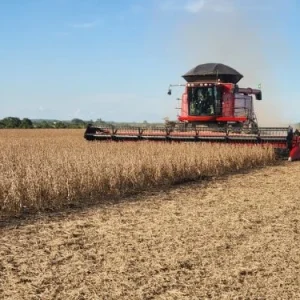 Imea projeta safra recorde de soja em Mato Grosso e alerta para custos e clima