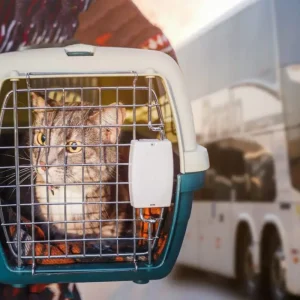 nova regra altera transporte de pets em ônibus intermunicipais de MT
