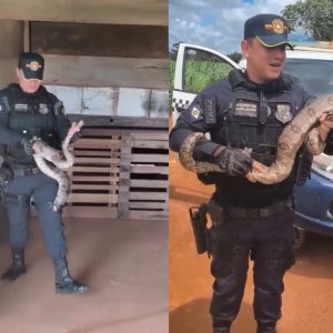 PM resgata jiboia encontrada sobre sofá e devolve à natureza no interior de MT; veja vídeo