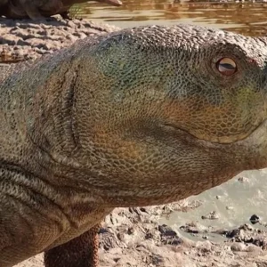 Réptil de 230 milhões de anos com “bico de papagaio” é descoberto no RS