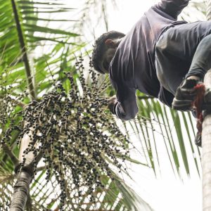 Governo investe R$ 132 milhões em regularização fundiária na Amazônia