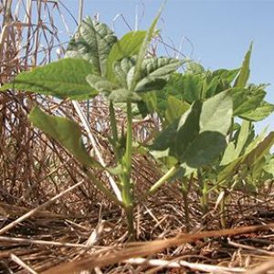 Milho fora da janela ideal eleva riscos e acende alerta no campo em MT