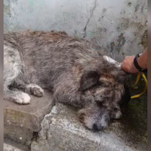 Cão comunitário é agredido duas vezes em três dias no RS