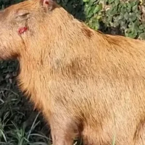 MPRJ denuncia agressores de capivara na Ilha do Governador no Rio