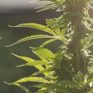 Donald Trump deve reclassificar a maconha nesta quarta-feira e flexibilizar o uso nos EUA