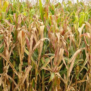 Praga do milho provoca prejuízo de R$ 33,6 bilhões por ano