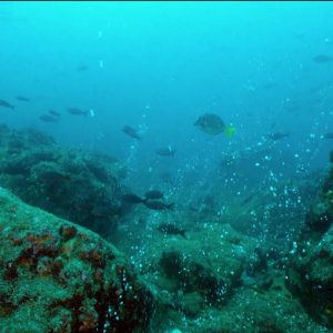 Cientistas registraram caso inédito de vírus marinho infectando humano