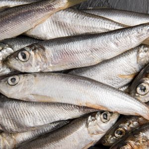 Anvisa manda recolher sardinha congelada por contaminação por Salmonella; veja lote afetado