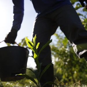 Governo apresenta plano para desenvolver bioeconomia no país