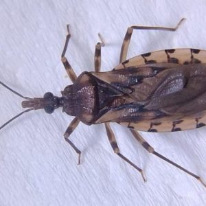 Prefeitura emite alerta após confirmação de novos casos de doença de Chagas em MT