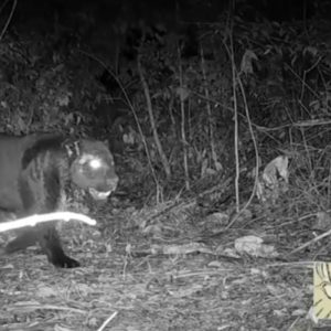 Onça-preta é flagrada por câmeras de projeto em pousada no interior de MT