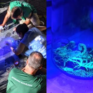 O que se sabe sobre a infestação de escorpiões que fez morador encontrar animal até no 4º andar de prédio de SC