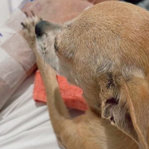 Idoso morre horas após receber visita da cadelinha em hospital do RS