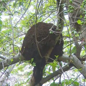 Pescador morre após ser atacado por abelhas e pular em rio em RO