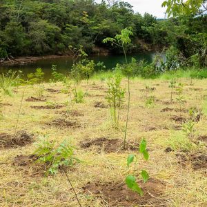 Parque não inclui área destinada a salvar BRB, diz associação