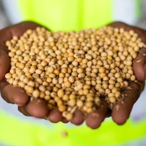 Cotação da soja avança em Chicago após relatório do USDA