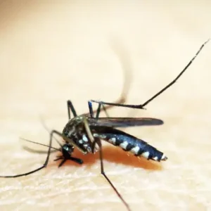 Febre amarela pode levar metade dos casos graves a óbito, diz especialista