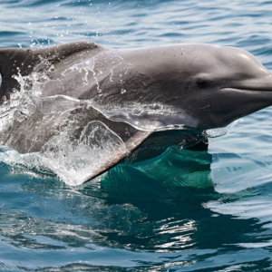Vida subaquática é ameaçada à medida que guerra com o Irã se prolonga