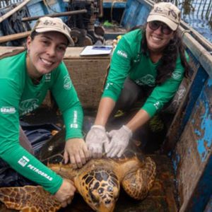 Tartarugas-cabeçudas reaparecem na Baía de Guanabara